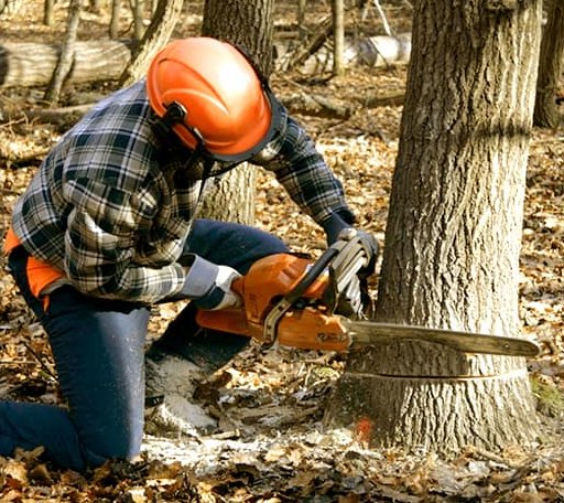 Tree Removal in Woodlawn, TN